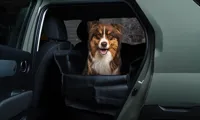 Rear seat pet cover